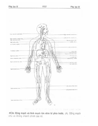 Từ điển y học anh việt