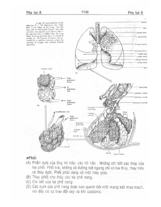 Từ điển y học anh việt