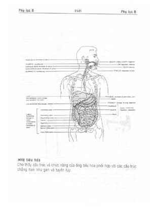 Từ điển y học anh việt