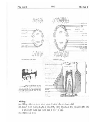 Từ điển y học anh việt