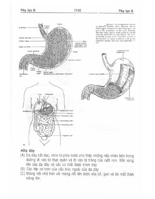 Từ điển y học anh việt