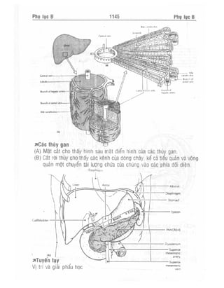 Từ điển y học anh việt