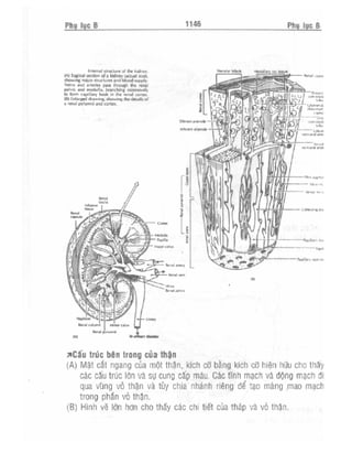 Từ điển y học anh việt
