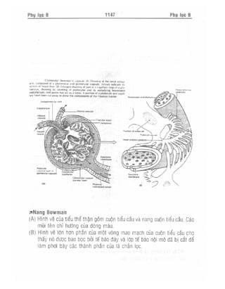 Từ điển y học anh việt