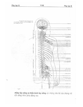 Từ điển y học anh việt