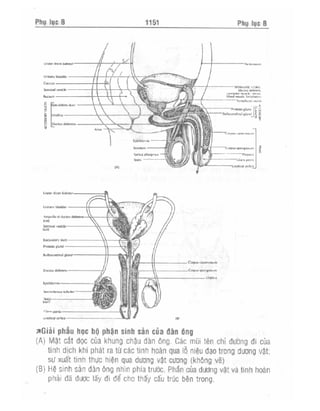 Từ điển y học anh việt