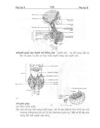 Từ điển y học anh việt
