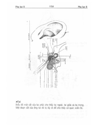 Từ điển y học anh việt