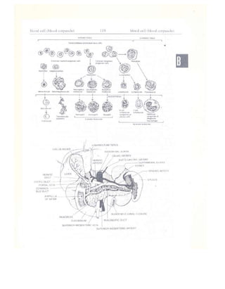Từ điển y học anh việt