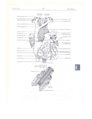 Từ điển y học anh việt