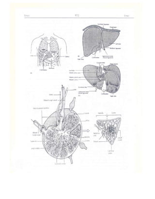 Từ điển y học anh việt