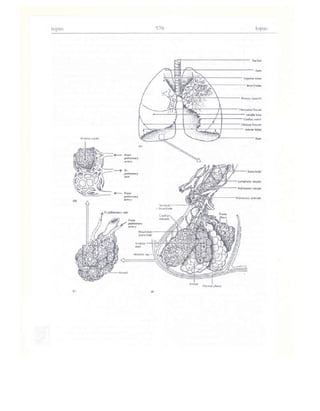 Từ điển y học anh việt