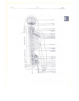 Từ điển y học anh việt