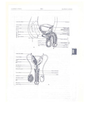Từ điển y học anh việt