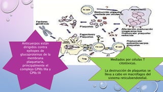 Mediados por células T
citotóxicas.
La destrucción de plaquetas se
lleva a cabo en macrófagos del
sistema reticuloendotelial.
Anticuerpos están
dirigidos contra
epítopes de
glucoproteínas de la
membrana
plaquetaria,
principalmente el
complejo GPIIb/IIIa y
GPIb/IX
 