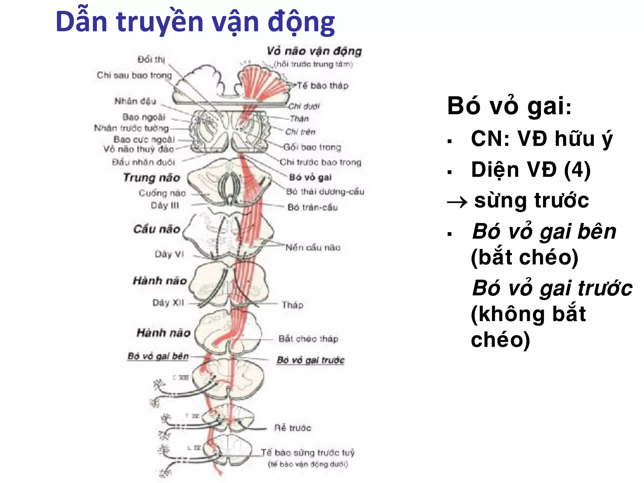 Dẫn truyền vận động
Boù voû gai:
 CN: VÑ höõu yù
 Dieän VÑ (4)
 söøng tröôùc
 Boù voû gai beân
(baét cheùo)
Boù voû gai tröôùc
(khoâng baét
cheùo)
 