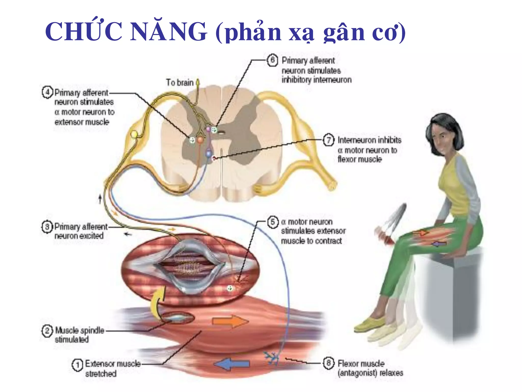 CHÖÙC NAÊNG (phaûn xaï gaân cô)
 