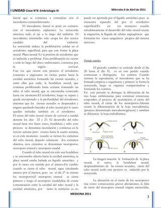 I UNIDAD Clase N°8: Embriología III                                              Miércoles 6 de Abril de 2011

 lateral que se comienza a comunicar con el                 puede ser aportada por el líquido amniótico pues se
 mesodermo extraembrionario.                                encuentra separado del por el ectodermo
         El mesodermo lateral se pone en contacto           superficial.Es      en      ese momento cuando
 con el mesodermo esplacnico. La notocorda                  simultáneamente al desarrollo del tubo neural ocurre
 atraviesa todo el eje a lo largo del embrión. El           la migración, la llegada de células angiogénicas que
 mesodermo intermedio solo ocupa los dos tercios            formarán los vasos sanguíneos propios del sistema
 caudales                  del                 embrión.     nervioso.
 La notocorda induce la proliferación celular en el
 ectodermo superficial, para que este forme la placa
 neural. Placa neural: Es la porción de ectodermo que
 es inducida a proliferar. Esta proliferación no ocurre
                                                            Periodo somítico
 a todo lo largo del disco embrionario, comienza por
 la                   región                    cervical.           El periodo somítico se extiende desde el día
 Una vez que ocurre este proceso el ectodermo               20 hasta el día 35, es en este perido cuando
 comienza a engrosarse en ciertas partes hacia la           comienzan a distinguirse los somitos. Cuando
 cavidad amniótica formando las crestas neurales, y         termina la capsulación, el mesodermo que se ha
 entre ellas por ende, la hendidura neural, que             formado empieza a organizarse y primero se forma la
                                                            notocorda, luego se organiza compactándose y
 continua proliferando hasta cerrarse formando un
                                                            formando los somitos.
 tubo: el tubo neural, que se encontraba conectado          En este periodo se distingue la diferencian de las
 hasta ese momento.El ectodermo, luego se separa y          tres hojas embrionarias para constituir estructuras
 queda incorporado a la profundidad del ectodermo,          corporales; el proceso de neurulación, el cierre del
 mientras que las crestas neurales se desprenden y          tubo neural, el cierre de los neuroporos.Además
 migran quedando laterales al tubo neural por lo tanto      ocurre la diferenciación de la hoja mesodérmica,
 quedan incluidas también en el ectodermo.                  (proceso denominado mesodermogénesis) y también
                                                            se diferencia la hoja endodérmica.
 El cierre del tubo neural ocurre de cervical a caudal;
 durante los días 22 y 23. El desarrollo del tubo
 neural tiene tres fases: surco, hendidura y tubo ;este
 proceso se denomina neurulación y comienza en la
 tercera semana pero avanza hasta la cuarta semana,
 es en este momento cuando se cierran los extremos
 del tubo neural, dejando solamente dos extremos
 abiertos, esos extremos se denominan neuroporos:
 neuroporo craneal y neuroporo caudal.
         Cuando el tubo neural era solo una hendidura
 y se encontraba abierta hacia la cavidad amniótica, la
 placa neural estaba bañada en líquido amniótico y                  La imagen muestra la formación de la placa
                                                            neural,    el   surco,   la   hendidura     neural,
 por lo tanto era nutrida por el amnios.En cambio
                                                            desprendimiento de las crestas neurales, cierre del
 cuando se cierra el tubo neural, sigue circulando          tubo neural ;todo este proceso es inducido por la
 amnios por el interior, pero en el día 27 se cierran       notocorda.
 los neuroporos(el neuroporo craneal se cierra
 primero y luego el neuroporo caudal)deja de existir                La alteración en el cierre de los neuroporos
 comunicación entre la cavidad del tubo neural y la         trae como consecuencia graves alteraciones, la falta
 cavidad amniótica, por tanto la nutrición ya no            de cierre del neuroporo craneal origina anencefalia,

                                                  MEDICINA 2011
                                                                                                                3
 
