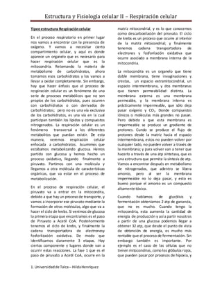 Estructura y Fisiología celular II – Respiración celular
1. Universidadde Talca– HildaHenríquez
Tipeoestructura Respiracióncelular
En el proceso respiratorio en primer lugar
nos vamos a encontrar con la presencia de
oxígeno. Y vamos a necesitar cierto
compartimiento celular, y aquí es donde
aparece un organelo que es necesario para
hacer respiración celular que es la
mitocondria. Retomando la materia de
metabolismo de carbohidratos, ahora
tomamos esos carbohidratos y los vamos a
llevar a oxidar completamente. Sin embargo,
hay que hacer énfasis que el proceso de
respiración celular es un fenómeno de una
serie de procesos metabólicos que no son
propios de los carbohidratos, pues ocurren
con carbohidratos o con derivados de
carbohidratos; pero no es una vía exclusiva
de los carbohidratos, es una vía en la cual
participan también los lípidos y compuestos
nitrogenados. La respiración celular es un
fenómeno transversal a los diferentes
metabolitos que puedan existir. De esta
manera, veremos respiración celular
enfocada a carbohidratos. Asumimos que
estábamos metabolizando glucosa. Hemos
partido con glucosa y hemos hecho un
proceso oxidativo, llegando finalmente a
piruvato. Partimos con una molécula y
llegamos a otra molécula de características
orgánicas, que va estar en el proceso de
metabolización.
En el proceso de respiración celular, el
piruvato va a entrar en la mitocondria,
debido a que hay un proceso de transporte, y
vamos a incorporar ese piruvato mediante la
formación de otras moléculas, algo que va a
hacer el ciclo de krebs. Si venimos de glucosa
la primera etapa que encontramos es el paso
de Piruvato a Acetil CoA. Posteriormente
tenemos el ciclo de krebs, y finalmente la
cadena transportadora de electronesy
fosforilzación oxidativa. De modo que
identificamos claramente 3 etapas. Hay
ciertos componente y lugares donde van a
ocurrir estas reacciones. La fase 1 que es el
paso de piruvato a Acetil CoA, ocurre en la
matriz mitocondrial, y es lo que conocemos
como descarboxilación del piruvato. El ciclo
de krebs es un proceso que ocurre al interior
de la matriz mitocondrial; y finalmente
tenemos cadena transportadora de
electrones y fosforilación oxidativa que
ocurre asociado a membrana interna de la
mitocondria.
La mitocondria es un organelo que tiene
doble membrana, tiene invaginaciones y
crestas, un espacio extramitocondrial, un
espacio intermembrana, y dos membranas
que tienen permeabilidad distinta. La
membrana externa es una membrana
permeable, y la membrana interna es
prácticamente impermeable, que sólo deja
pasar oxígeno y CO2. Donde compuestos
iónicos o moléculas más grandes no pasan.
Pero debido a que esta membrana es
impermeable se produce un gradiente de
protones. Cundo se produce el flujo de
protones desde la matriz hacia el espacio
intermembrana, estos no pueden volver por
cualquier lado, no pueden volver a través de
la membrana; y para volver van a tener que
hacerlo a través de una atp sintetasa, que es
una estructura que permite la síntesis de atp.
Vamos a encontrar después en metabolismo
de nitrogenados, que adentro se libera
amonio, pero al ser la membrana
impermeable no lo deja pasar, y esto es
bueno porque el amonio es un compuesto
altamente tóxico.
Cuando hablamos de glucólisis y
fermentación obteníamos 2 atp de ganancia,
que no es mucho. Cuando tengo la
mitocondria, esta aumenta la cantidad de
energía de producción y así a partir nosotros
a partir de una glucosa podemos llegar a
obtener 32 atp, que desde el punto de vista
de obtención de energía, es mucho más
rentable que el proceso de fermentación. Sin
embargo también es importante. Por
ejemplo es el caso de las células que no
tienen mitocondrias, como los glóbulos rojos,
que pueden pasar por procesos de hipoxia, y
 