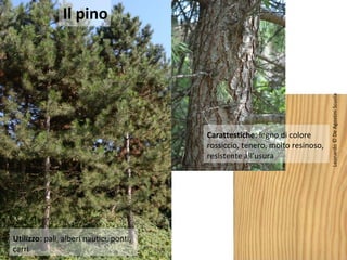 Carattestiche: legno di colore
rossiccio, tenero, molto resinoso,
resistente all’usura

Utilizzo: pali, alberi nautici, ponti,
carri

Leonardo © De Agostini Scuola

Il pino

 
