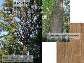 Carattestiche: legno duro, resistente
all’umidità, difficile da lavorare

Utilizzo: travi, pavimenti, infissi,
traversine ferroviarie, profumi

Leonardo © De Agostini Scuola

Il rovere

 
