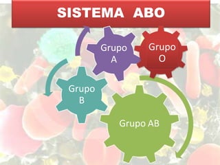 SISTEMA ABO
Grupo
B
Grupo AB
Grupo
A
Grupo
O
 