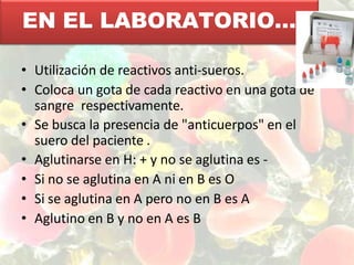 • Utilización de reactivos anti-sueros.
• Coloca un gota de cada reactivo en una gota de
sangre respectivamente.
• Se busca la presencia de "anticuerpos" en el
suero del paciente .
• Aglutinarse en H: + y no se aglutina es -
• Si no se aglutina en A ni en B es O
• Si se aglutina en A pero no en B es A
• Aglutino en B y no en A es B
EN EL LABORATORIO…
 