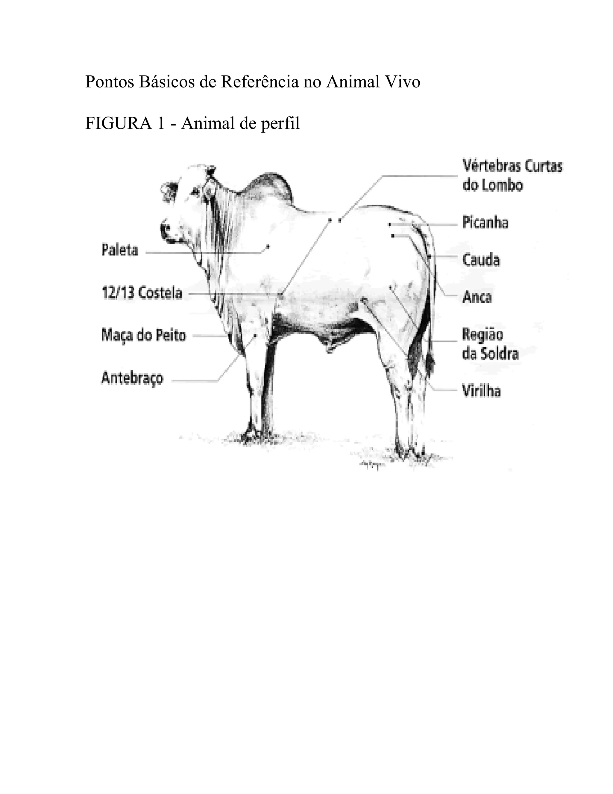 Pontos Básicos de Referência no Animal Vivo
FIGURA 1 - Animal de perfil
 