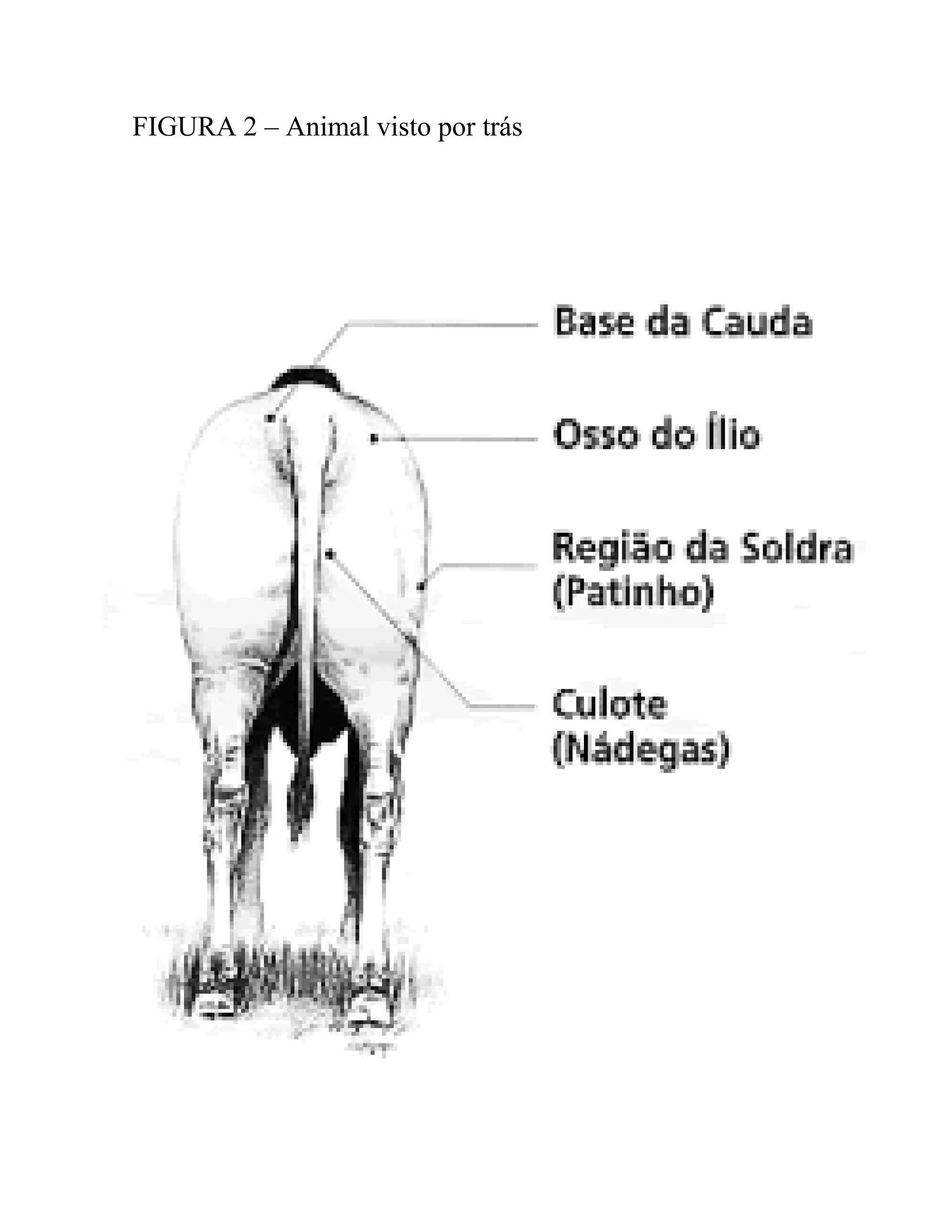 FIGURA 2 – Animal visto por trás
 