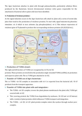 The Agro bacterium attaches to plant cells through polysaccharides, particularly cellulose fibres
produced by the Bacterium. Several chromosomal virulence (chv) genes responsible for the
attachment of bacterial cells to plant cells have been identified.
4. Production of virulence proteins:-
As the signal induction occurs in the Agro bacterium cells attach to plant cell, a series of events take
place that result in the production of virulence proteins. To start with, signal induction by phenolics
stimulates vir A which in turn activates (by phosphorylation) vir G. This induces expression of
virulence gene of Ti-plasmid to produce the corresponding virulence proteins (D1,D2,E2,B etc.).
4. Production of T-DNA strand:-
The right and left borders of T-DNA are recognized by vir D1/vir D2
proteins. These proteins are involved in the production single-stranded T-DNA (ssDNA), its protection
and export to plant cells. The ss T-DNA gets attached to vir D2.
5. Transfer of T-DNA out of Agro bacterium:-
The ss T-DNA –vir D2 complex in association with vir G is exported from the bacterial cell. Vir B
products from the transport apparatus.
6. Transfer of T-DNA into plant cells and integration:-
 The T-DNA –vir D2 complex crosses the plant plasma membrane.In the plant cells, T-DNA get
covered with vir E2.
 This covering protects the T-DNA from degradation by nucleases. Vir D2 and vir E2 interact
with a variety of plant proteins which influences T-DNA transport and integration.
 The T-DNA – vir D2, vir E2- plant protein complex enters the nucleus through nuclear pore
complex.
 