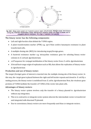 The binary vector has the following components:
 Left and right borders that delimit the T-DNA region.
 A plant transformation marker (PTM) e.g. npt II that confers kanamycin resistance in plant
transformed cells.
 A multiple cloning site (MCS) for introducing target/foreign genes.
 A bacterial resistance marker e.g. tetracycline resistance gene for selecting binary vector
colonies in E. coli and Agrobacterium.
 oriT sequence for conjugal mobilization of the binary vector from E. coli to Agrobacterium.
 A broad host-range origin of replication such as RK2 that allows the replication of binary vector
in Agrobacterium.
Production and use of binary vector:
The target (foreign) gene of interest is inserted into the multiple cloning site of the binary vector. In
this way, the- target gene is placed between the right and left border repeats and cloned in E. coli. By a
mating process, the binary vector is mobilised from E. coli to Agrobacterium. Now, the virulence gene
proteins of T-DNA facilitate the transfer of T-DNA of the vector into plant cells.
Advantages of binary vectors:
 The binary vector system involves only the transfer of a binary plasmid to Agrobacterium
without any integration.
 This is in contrast to co-integrate vector system wherein the intermediate vector is transferred
and integrated with disarmed Ti plasmid.
 Due to convenience, binary vectors are more frequently used than co-integrate vectors.
 