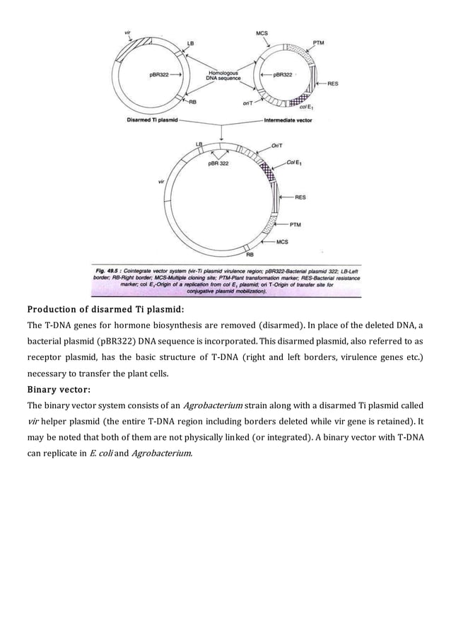 Ti plasmid PDF
