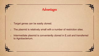 1. Target genes can be easily cloned.
2. The plasmid is relatively small with a number of restriction sites.
3. Intermediate plasmid is conveniently cloned in E.coli and transferred
to Agrobacterium.
Advantages
 