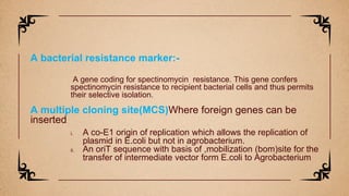 A bacterial resistance marker:-
A gene coding for spectinomycin resistance. This gene confers
spectinomycin resistance to recipient bacterial cells and thus permits
their selective isolation.
A multiple cloning site(MCS)Where foreign genes can be
inserted.
i. A co-E1 origin of replication which allows the replication of
plasmid in E.coli but not in agrobacterium.
ii. An oriT sequence with basis of ,mobilization (bom)site for the
transfer of intermediate vector form E.coli to Agrobacterium
 