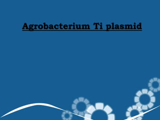 Agrobacterium Ti plasmid
 