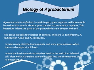 agrobacterium | PPT