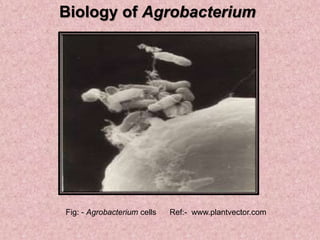 agrobacterium | PPT
