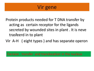 Vir gene
Protein products needed for T DNA transfer by
acting as certain receptor for the ligands
secreted by wounded sites in plant . It is neve
trasfeerd in to plant
Vir A-H ( eight types ) and has separate operon
Excision , transfer and translocation in the nucleus
 