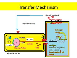 Transfer Mechanism
 