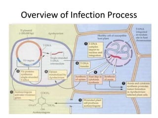 Overview of Infection Process
 