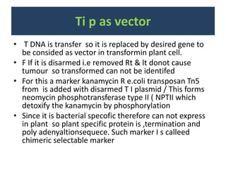 Ti p as vector
• T DNA is transfer so it is replaced by desired gene to
be consided as vector in transformin plant cell.
• F If it is disarmed i.e removed Rt & lt donot cause
tumour so transformed can not be identifed
• For this a marker kanamycin R e.coli transposan Tn5
from is added with disarmed T I plasmid / This forms
neomycin phosphotransferase type II ( NPTII which
detoxify the kanamycin by phosphorylation
• Since it is bacterial specofic therefore can not express
in plant so plant specific protein is ,termination and
poly adenyaltionsequece. Such marker I s calleed
chimeric selectable marker
 