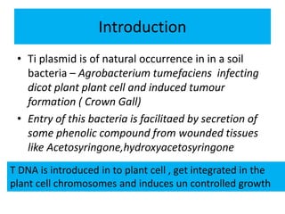 Introduction
• Ti plasmid is of natural occurrence in in a soil
bacteria – Agrobacterium tumefaciens infecting
dicot plant plant cell and induced tumour
formation ( Crown Gall)
• Entry of this bacteria is facilitaed by secretion of
some phenolic compound from wounded tissues
like Acetosyringone,hydroxyacetosyringone
T DNA is introduced in to plant cell , get integrated in the
plant cell chromosomes and induces un controlled growth
 