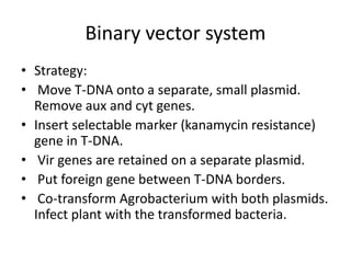 Binary vector system
• Strategy:
• Move T-DNA onto a separate, small plasmid.
Remove aux and cyt genes.
• Insert selectable marker (kanamycin resistance)
gene in T-DNA.
• Vir genes are retained on a separate plasmid.
• Put foreign gene between T-DNA borders.
• Co-transform Agrobacterium with both plasmids.
Infect plant with the transformed bacteria.
 