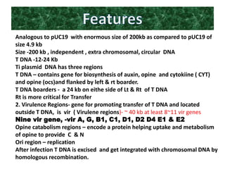 Analogous to pUC19 with enormous size of 200kb as compared to pUC19 of
size 4.9 kb
Size -200 kb , independent , extra chromosomal, circular DNA
T DNA -12-24 Kb
Ti plasmid DNA has three regions
T DNA – contains gene for biosynthesis of auxin, opine and cytokiine ( CYT)
and opine (ocs)and flanked by left & rt boarder.
T DNA boarders - a 24 kb on eithe side of Lt & Rt of T DNA
Rt is more critical for Transfer
2. Virulence Regions- gene for promoting transfer of T DNA and located
outside T DNA, is vir ( Virulene regions)- ~ 40 kb at least 8~11 vir genes
Nine vir gene, -vir A, G, B1, C1, D1, D2 D4 E1 & E2
Opine catabolism regions – encode a protein helping uptake and metabolism
of opine to provide C & N
Ori region – replication
After infection T DNA is excised and get integrated with chromosomal DNA by
homologous recombination.
 