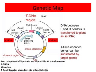 Genetic Map
30 kb
a o7 kb
a 14 kb
Two component of Ti plasmid are responsible for transformation
1.T DNA
Vir region
T Dna integrates at random site or Multiple sits
 