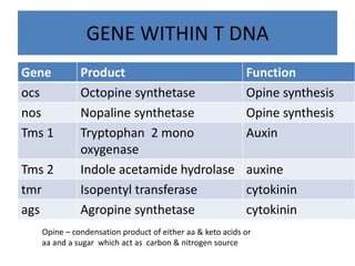 GENE WITHIN T DNA
Gene Product Function
ocs Octopine synthetase Opine synthesis
nos Nopaline synthetase Opine synthesis
Tms 1 Tryptophan 2 mono
oxygenase
Auxin
Tms 2 Indole acetamide hydrolase auxine
tmr Isopentyl transferase cytokinin
ags Agropine synthetase cytokinin
Opine – condensation product of either aa & keto acids or
aa and a sugar which act as carbon & nitrogen source
 