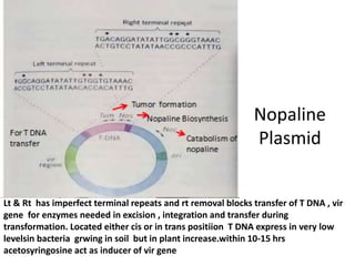 Nopaline
Plasmid
Lt & Rt has imperfect terminal repeats and rt removal blocks transfer of T DNA , vir
gene for enzymes needed in excision , integration and transfer during
transformation. Located either cis or in trans positiion T DNA express in very low
levelsin bacteria grwing in soil but in plant increase.within 10-15 hrs
acetosyringosine act as inducer of vir gene
 