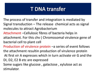 The process of transfer and integration is mediated by
Signal transduction – The release chemical acts as signal
molecules to attract Agrobacterium
Attachment –Cellulosic fibres of bacteria helps in
attachment. For this chv ( Chromosomal virulence gene of
bacterial cell to plant cell
Production of virulence protein –a series of event follows
the attachment resultin production of virulence protein
At first vir A expresses which in turn activate vir G and the
DI, D2, E2 B etc are expressed
Some sugars like glucose , galactose , xylulose act as
stimulator.
 