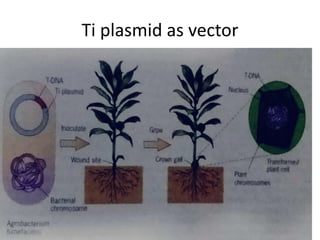 Ti plasmid vector