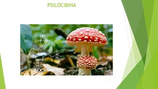 PSILOCIBINA
 